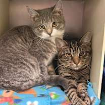 Thumbnail photo of Sheetz #4