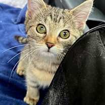 Thumbnail photo of KITTEN ZIA #1