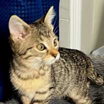 Thumbnail photo of KITTEN ZIA #2