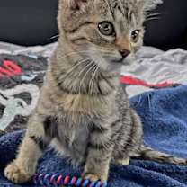 Thumbnail photo of KITTEN ZIA #4