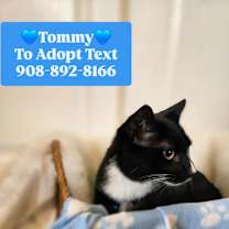 Thumbnail photo of TOMMY #3