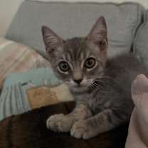 Thumbnail photo of Milio #3