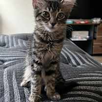 Thumbnail photo of Luna #3