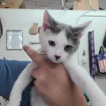 Thumbnail photo of Ollie #2