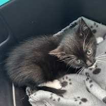 Thumbnail photo of Parsnip #1