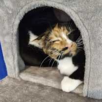 Thumbnail photo of Zuko, Dharma, and Simha #1