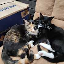 Thumbnail photo of Zuko, Dharma, and Simha #2