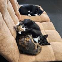 Thumbnail photo of Zuko, Dharma, and Simha #3