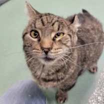 Thumbnail photo of Shane #1