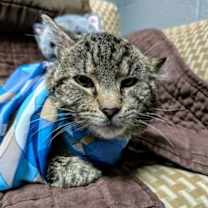 Thumbnail photo of Shane #2