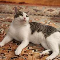 Thumbnail photo of Quarter Pounder with Cheese #4