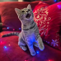 Thumbnail photo of Yelena #2