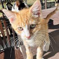 Thumbnail photo of Emrys JG #1