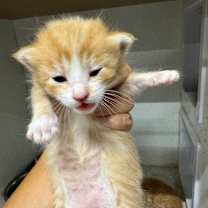 Thumbnail photo of Emrys JG #2