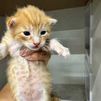 Thumbnail photo of Magnus JG #2