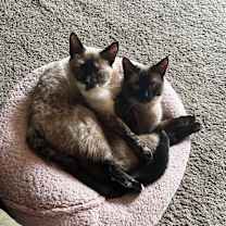 Thumbnail photo of Mojo and Voodoo #2