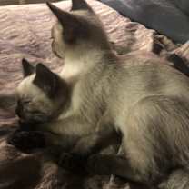 Thumbnail photo of Mojo and Voodoo #3