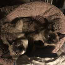 Thumbnail photo of Mojo and Voodoo #4