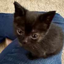 Thumbnail photo of Arya #3