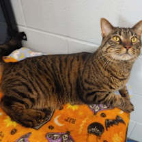 Thumbnail photo of Lucifer (Luci) #1