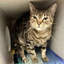 Thumbnail photo of Lucrezia #2