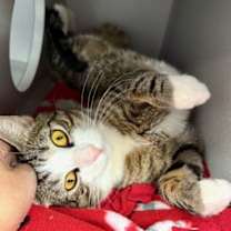 Thumbnail photo of Simba #2