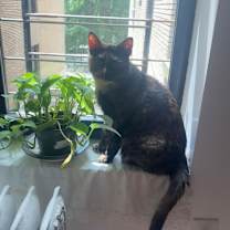 Thumbnail photo of Carmine #2