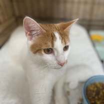 Thumbnail photo of Snicklefritz #3