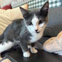 Thumbnail photo of Briar Rose #1