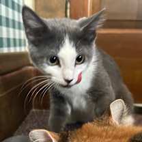 Thumbnail photo of Briar Rose #3