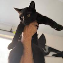 Thumbnail photo of Luke #3