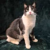 Thumbnail photo of Robin #1