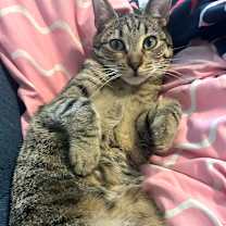 Thumbnail photo of Sally Skellington #2