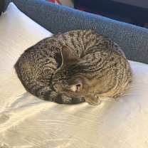 Thumbnail photo of Sally Skellington #3