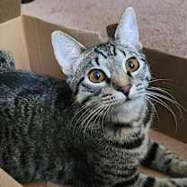 Thumbnail photo of Cera #1