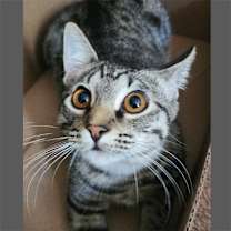 Thumbnail photo of Cera #2