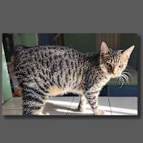 Thumbnail photo of Cera #3