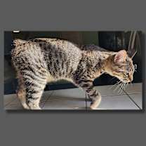 Thumbnail photo of Cera #4