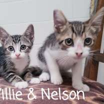Thumbnail photo of Nelson #1