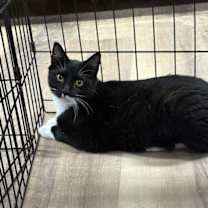 Thumbnail photo of CARSON #2