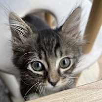 Thumbnail photo of Mr Worf #1