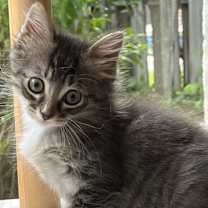 Thumbnail photo of Mr Worf #2