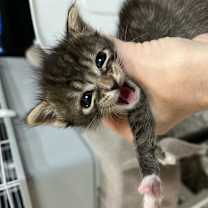 Thumbnail photo of Mr Worf #3