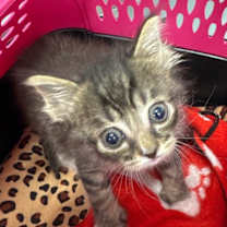 Thumbnail photo of Mr Worf #4