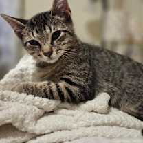 Thumbnail photo of Cordelia #1