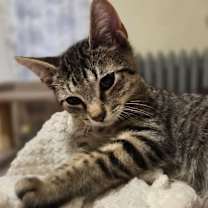 Thumbnail photo of Cordelia #3