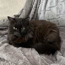 Thumbnail photo of Lily #3