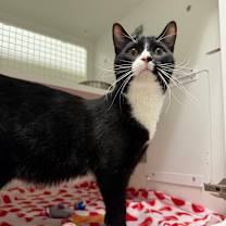 Thumbnail photo of Moco #1