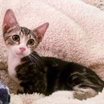 Thumbnail photo of Willie #3