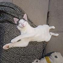 Thumbnail photo of Petunia #2